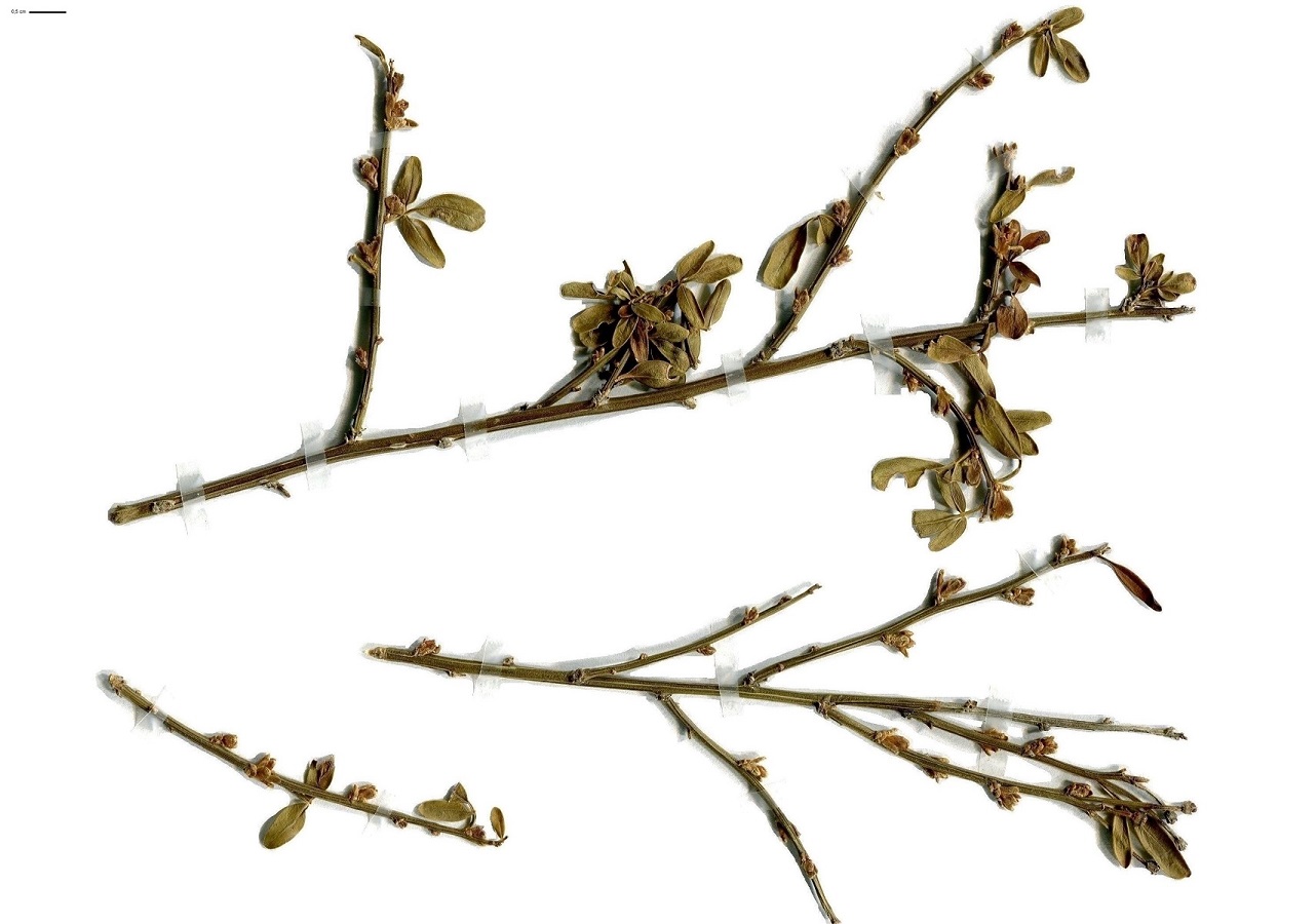 Jasminum fruticans (Oleaceae)